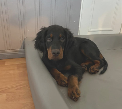 Rufus