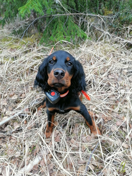 Fara