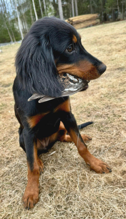 Nala ja siipi
