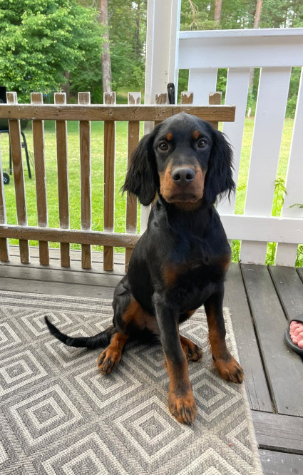 Rufus