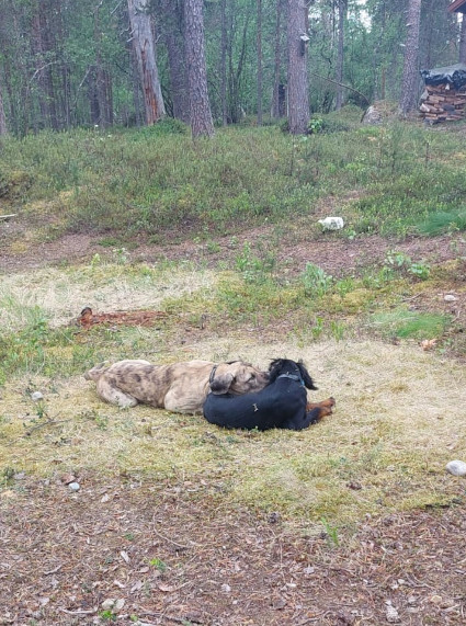 Fauna ja kaveri