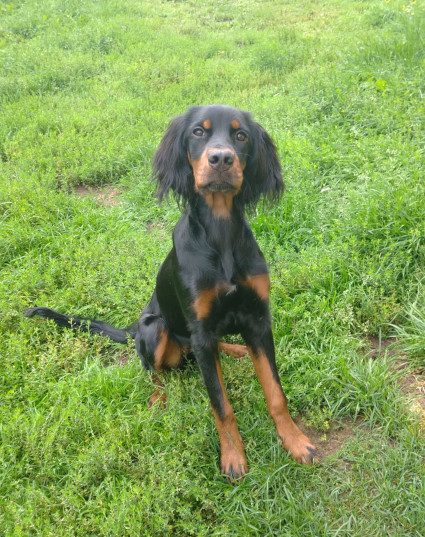 Fara