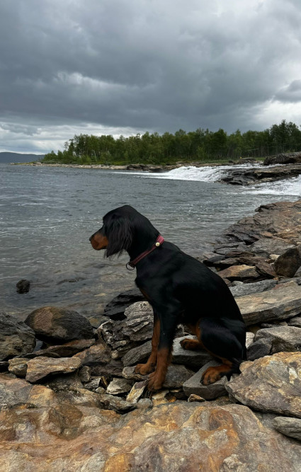Nala