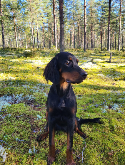 Viima