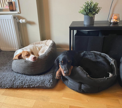 Rufus ja kaveri