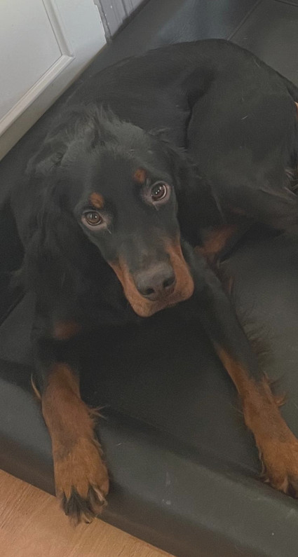 Rufus