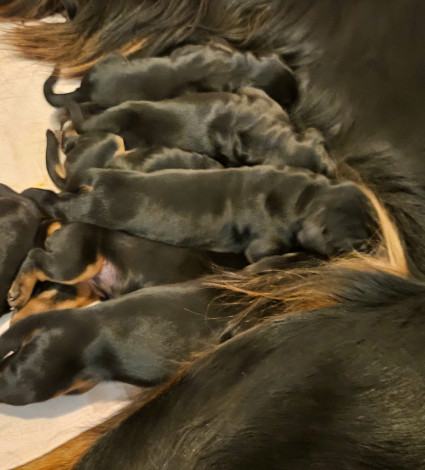 Pennut