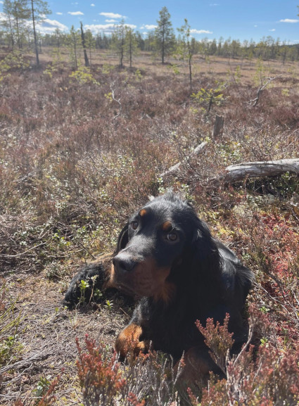 Rufus