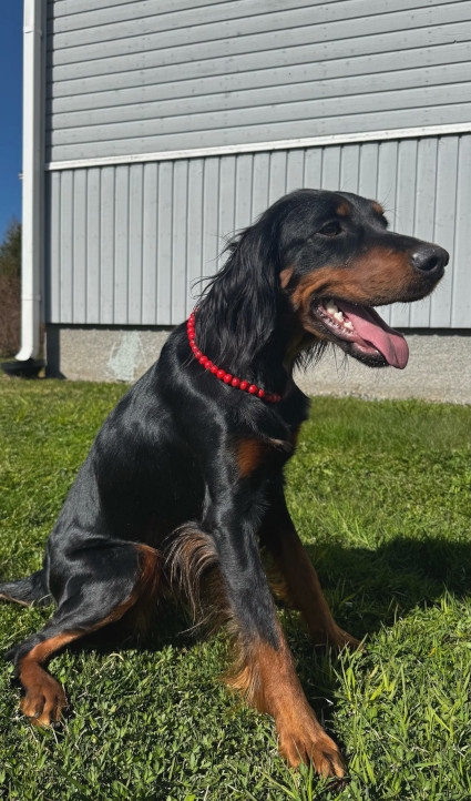 Nala