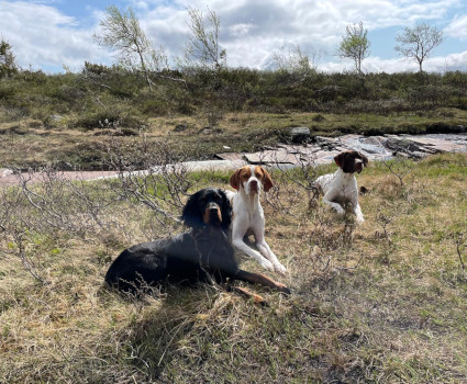 Rufus ute p� sommarfj�llet!