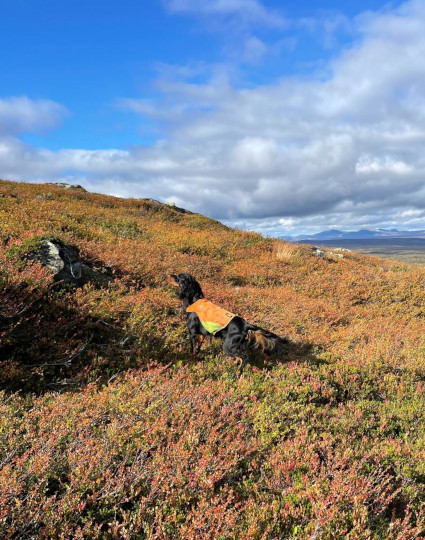 Septemberjakt i Fun�sdalsfj�llen!