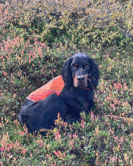 Rufus