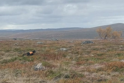 Viima tunturissa