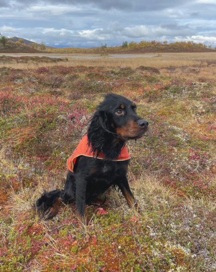 Rufus tunturissa