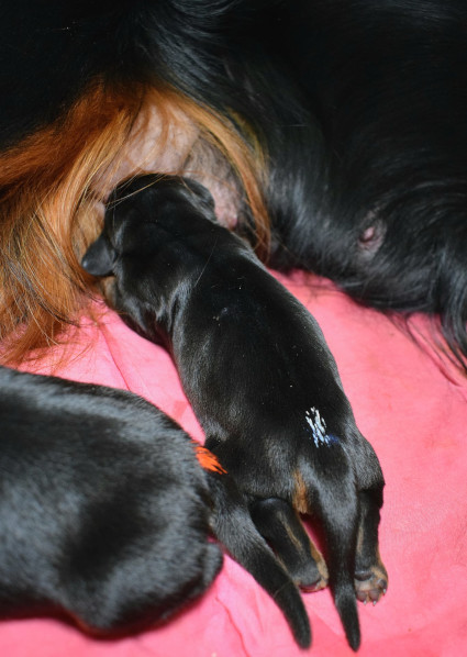 Virke� pentu