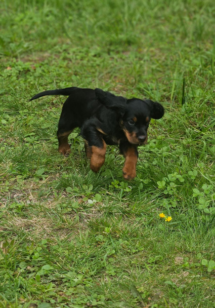 Gio