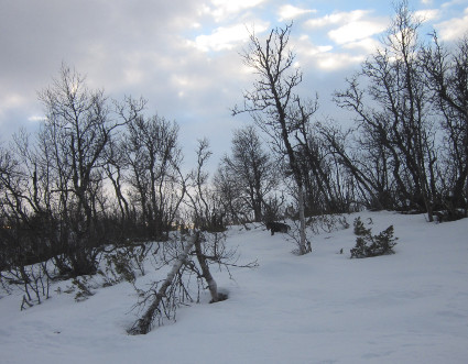 Myrtti