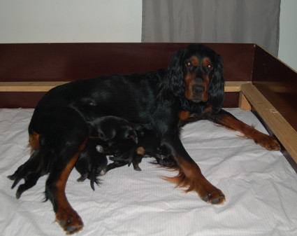 I-pentue 4 p�iv�n ik�isen�