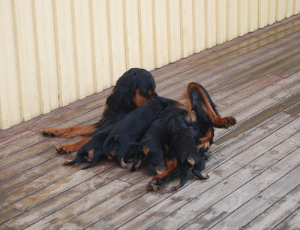 Ulkoruokinnassa
