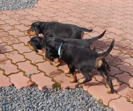 Pojat