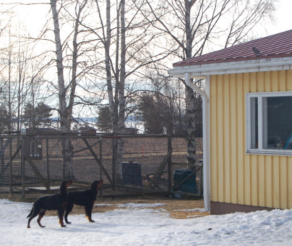 Pennut ovat l�hteneet