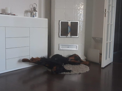 Pakkasta