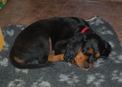 Isla