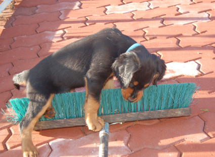 Kaveri