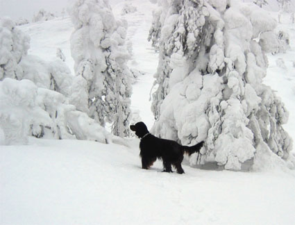 Kasper seisoo teeri�