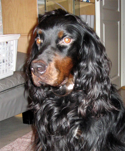Kasper