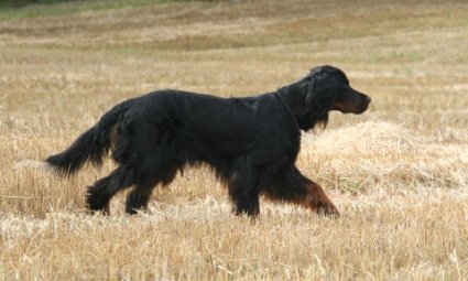 Figo seisoo