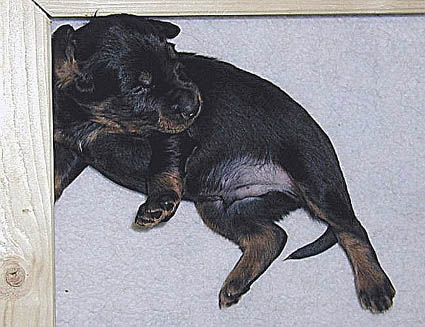 Pentulaatikossa