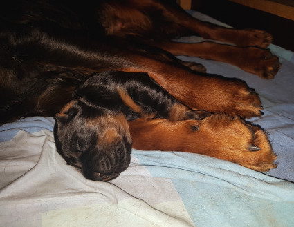 Pentu