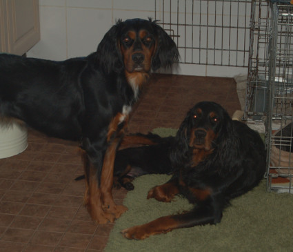 Isla, Luca ja Iris