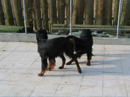 Royal tutkii
