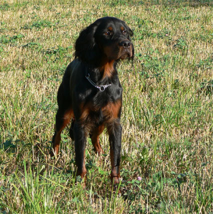 Nolla