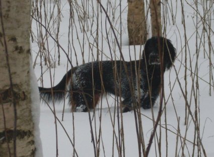 Mets�koira Mimmi