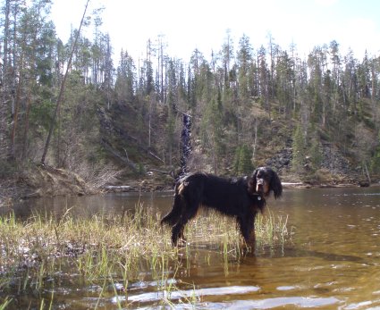 Kitkajoella
