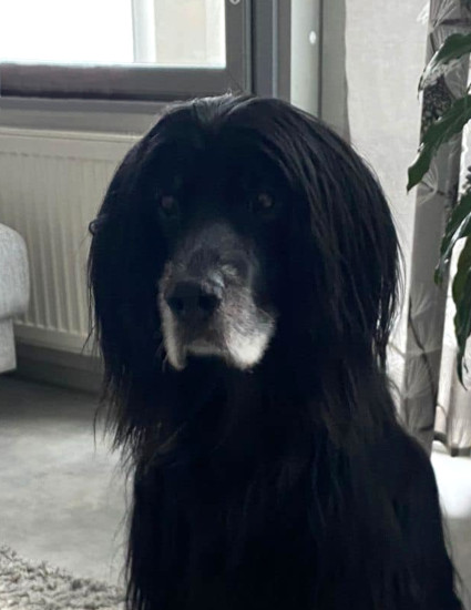 Mimmi
