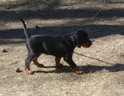 T�nkk� koira
