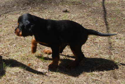 Tassu ylh��ll�