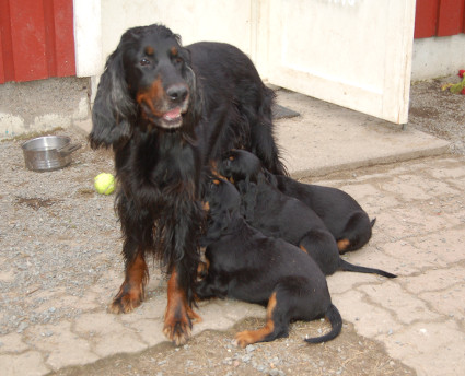 Matkaev�st�