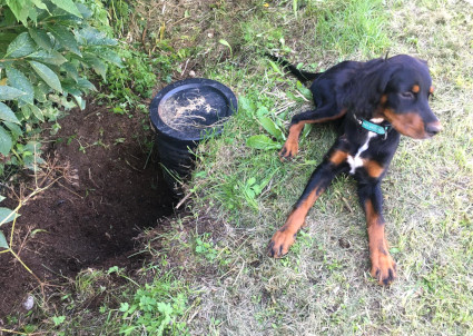 Pelle ja tihuty�t