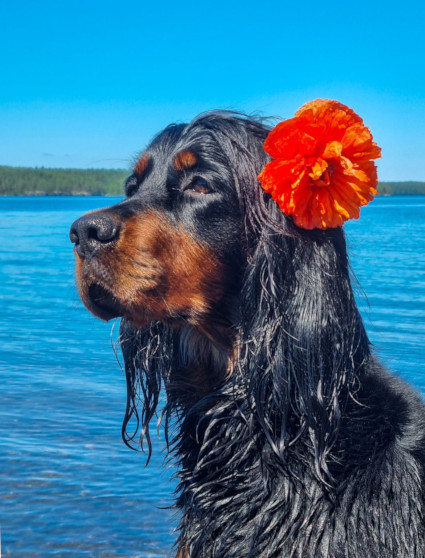 Vinka - kes�neito