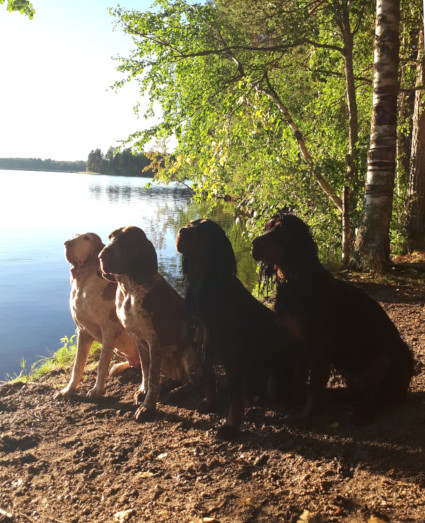 Vinka ja muut koirat