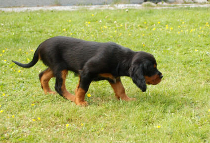 Nuolena