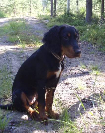 Ruska mets�tiell�