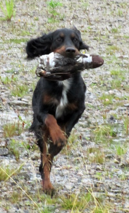 Maalla