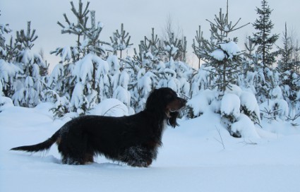 Ruska jouluna 2012