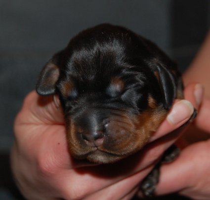 Iso narttu